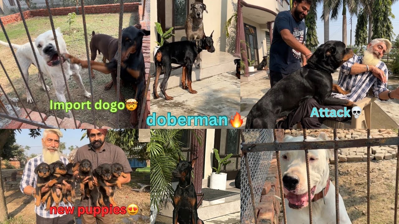Rottweiler attacked on us💀aggressive Dogo Argentino🤯and Doberman kennel🔥