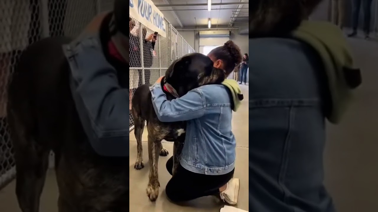 Shelter Dog Hugs Woman in Emotional Meeting at Adoption Center
