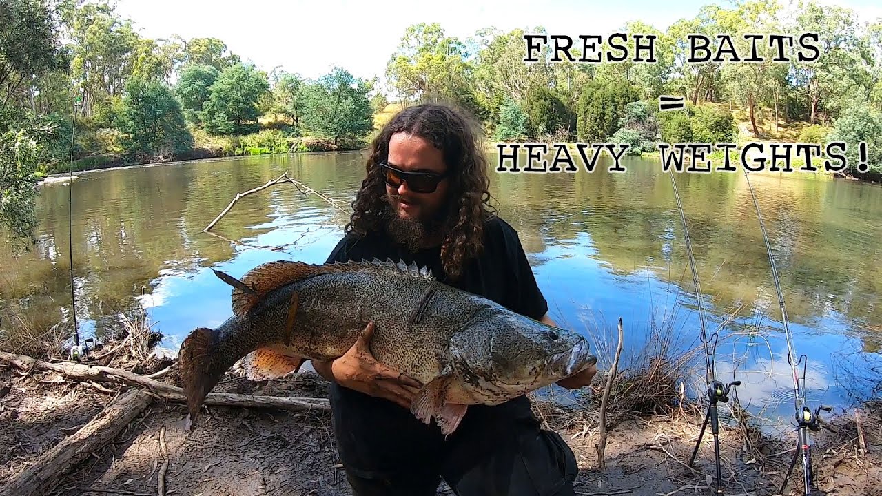 METERY MURRAY COD BAIT FISHING FRESHWATER RIVER LANDBASED!