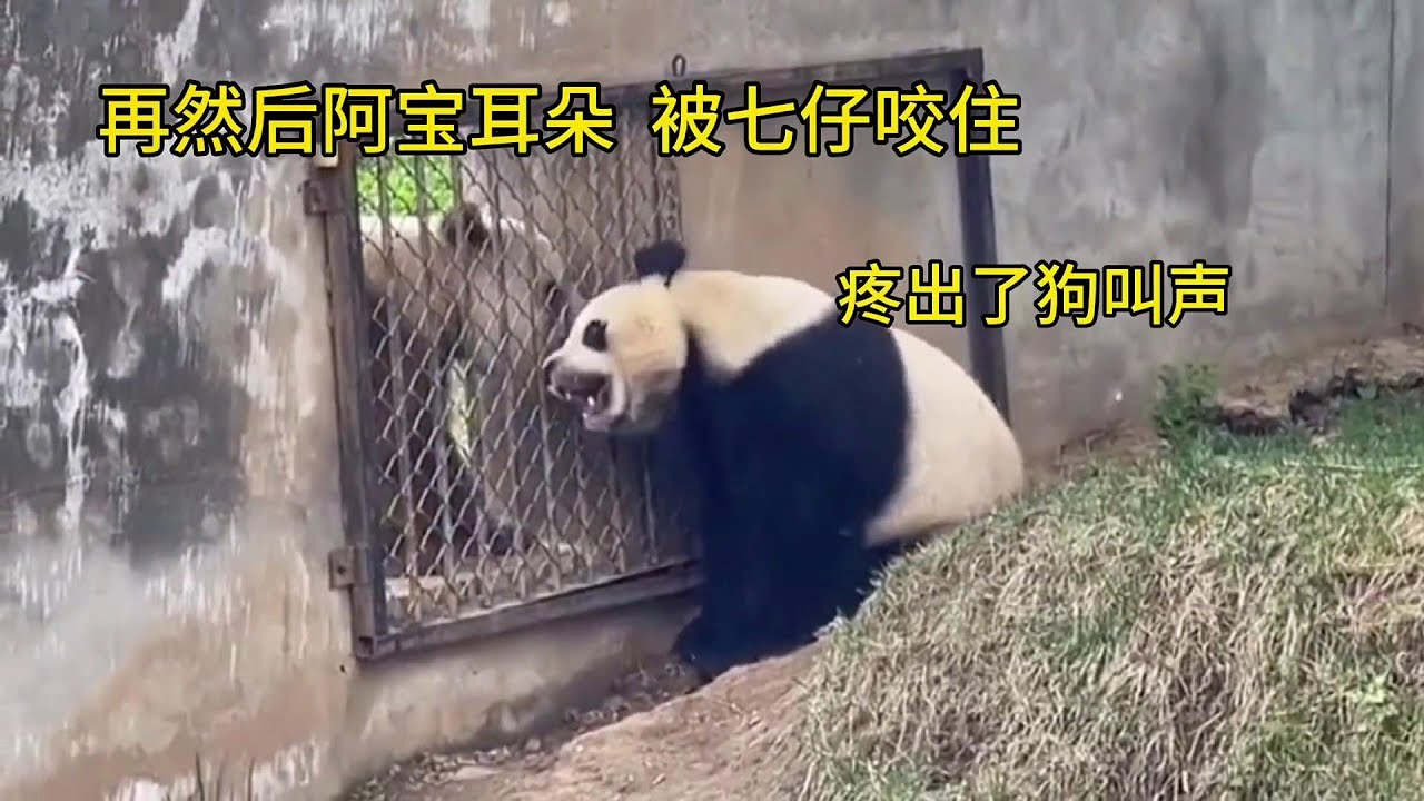4.21 熊猫阿宝耳朵被七仔造成V形, 园方回应说：无大碍，繁殖期较暴躁