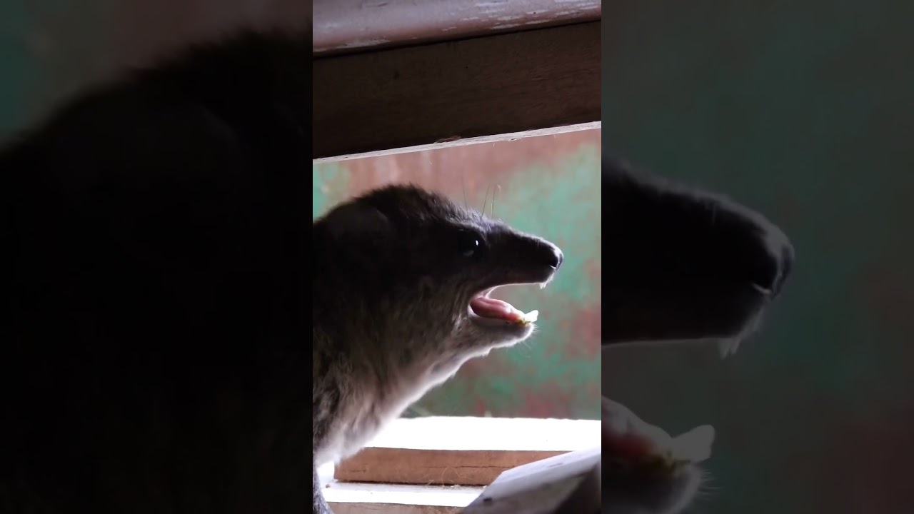 Hyrax sounds, Wawa chirping into the world #hyrax #nature #call #wildlife #sounds