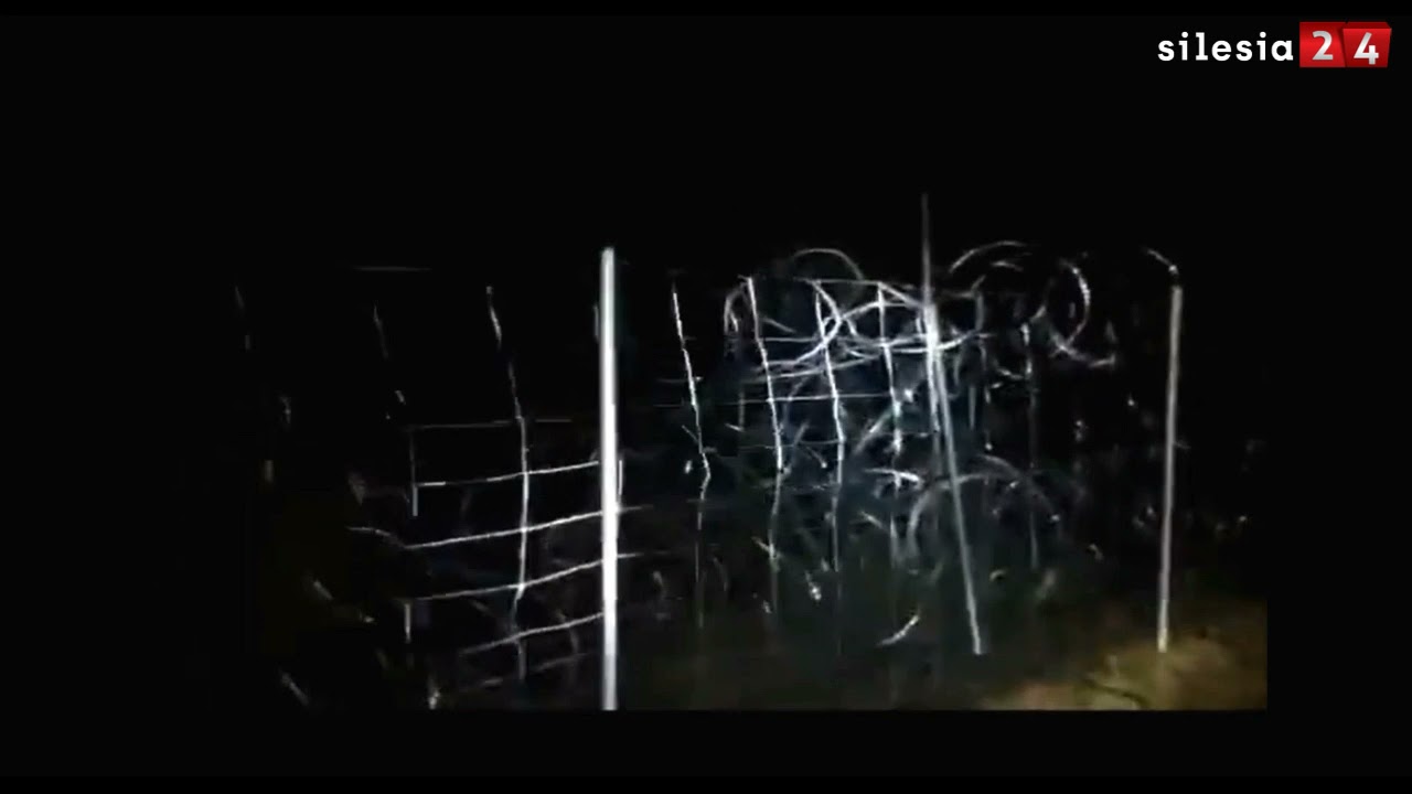 Granica Polska-Białoruś - szturm migrantów. Zniszczone ogrodzenie