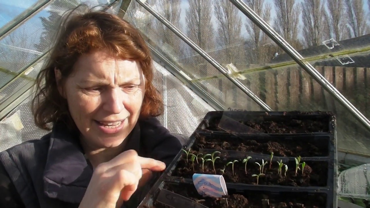 Early March Update - Part 534 - Claire's Allotment