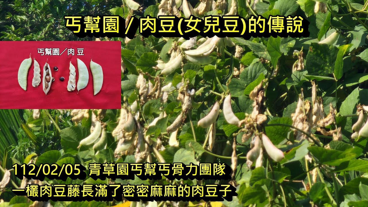 230209  肉豆/女兒豆的傳說，青草丐幫園種了一欉肉豆藤，長滿了密密麻麻的肉豆，有緣蒞臨 / 丐幫竹仔厝寮，恁就有機會品嚐得到喔 !