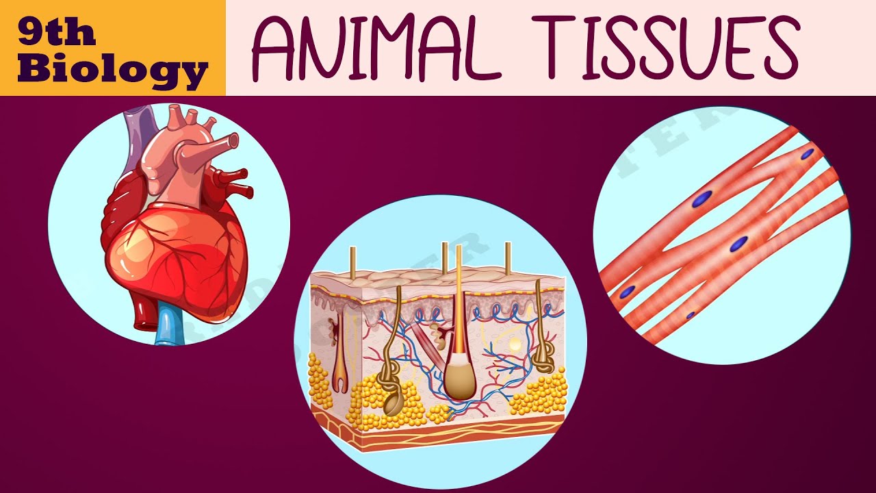 #TISSUES | ANIMAL TISSUES  | Class 9th biology chapter 2 | Ncert class 9 SCIENCE | cbse syllabus