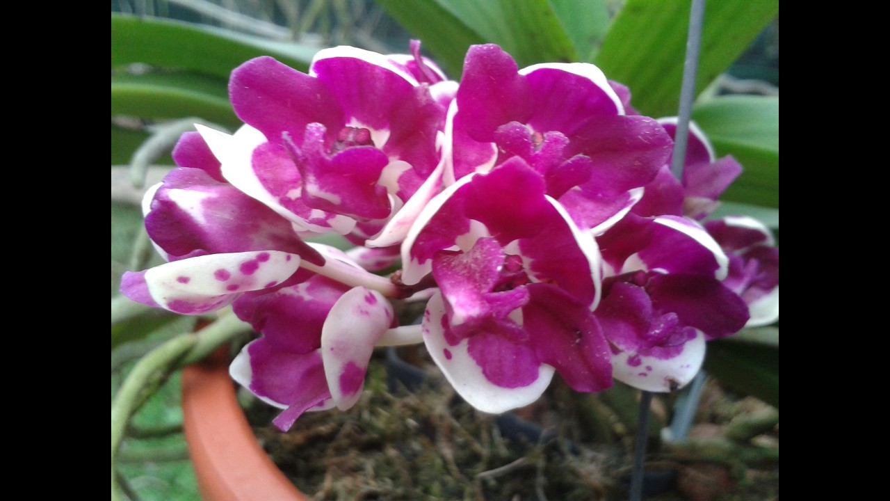 CHS C3 Sầu thương