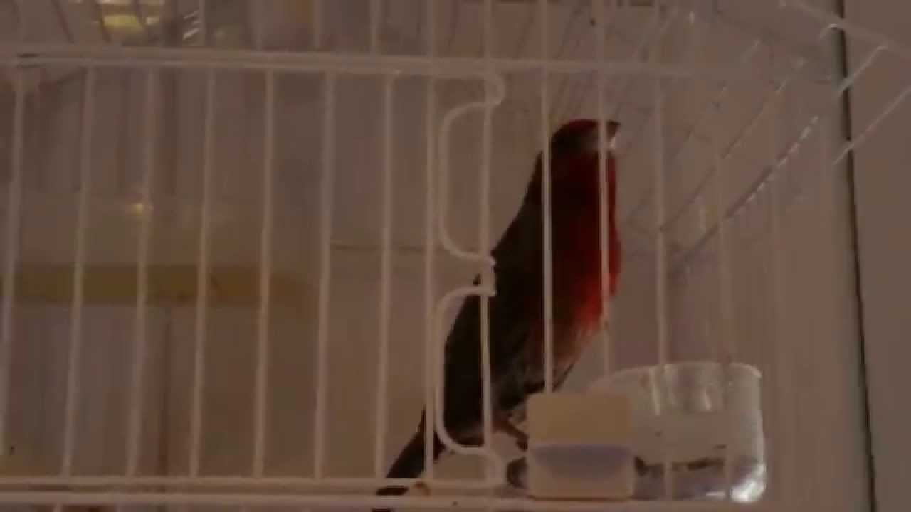 Camachuelo mejicano, camachuelo singin