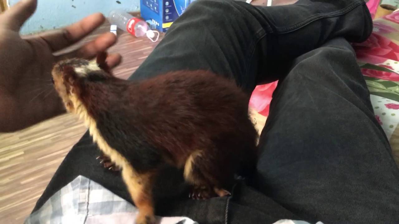 INDIAN GIANT SQUIRREL - Malabar Giant Squirrel