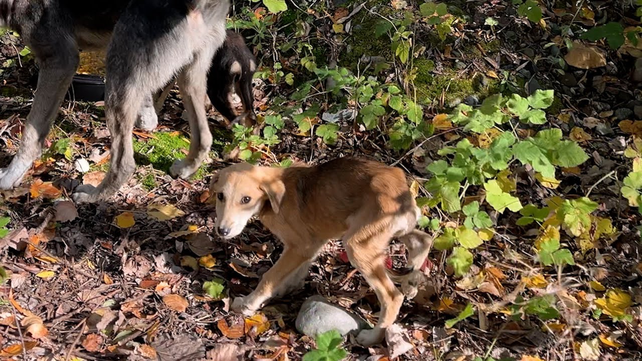 Ormana Bırakılan Köpekler Çok Acıkmış
