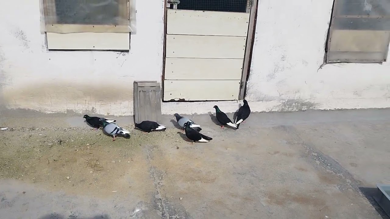 Kapoz guvecinlerimi uçurma hazırlıyorum ..