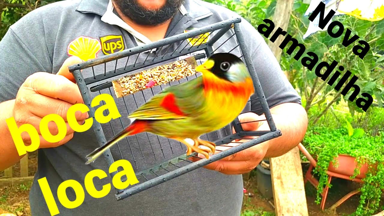 pegando pássaros com a boca loca