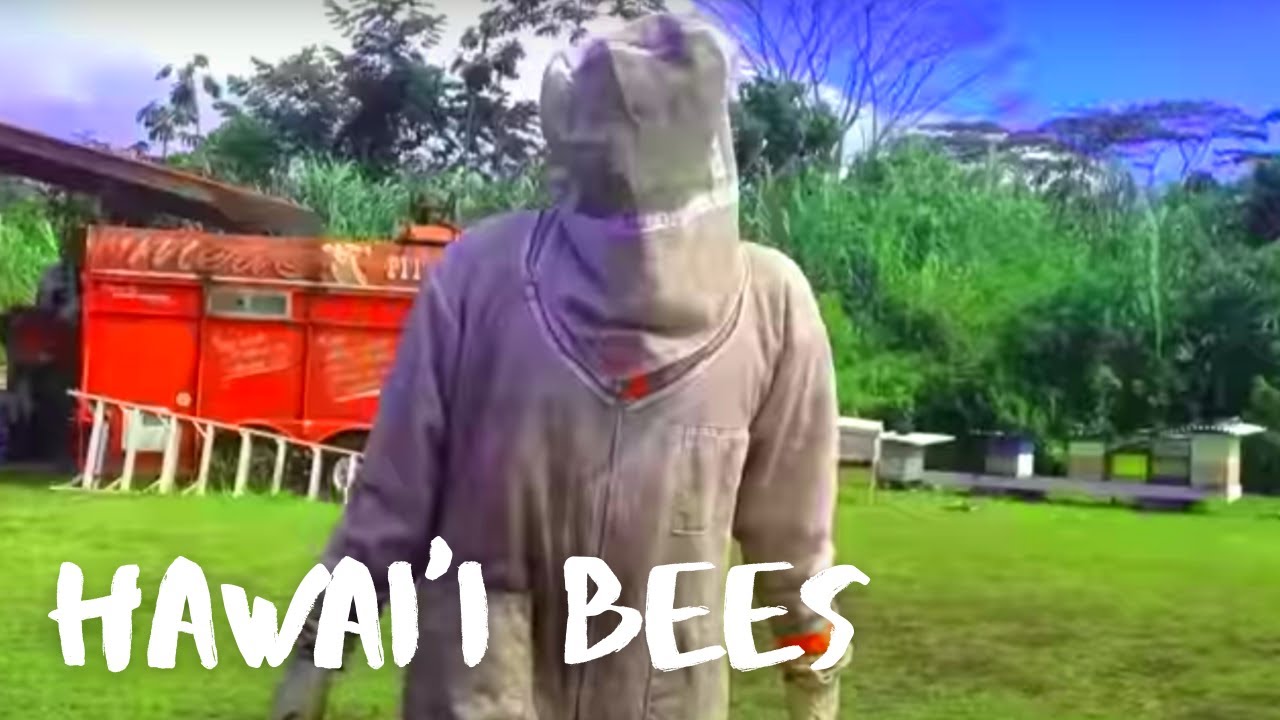 Hawaiian Honey Bees Facts | Pahoa, Hawai'i