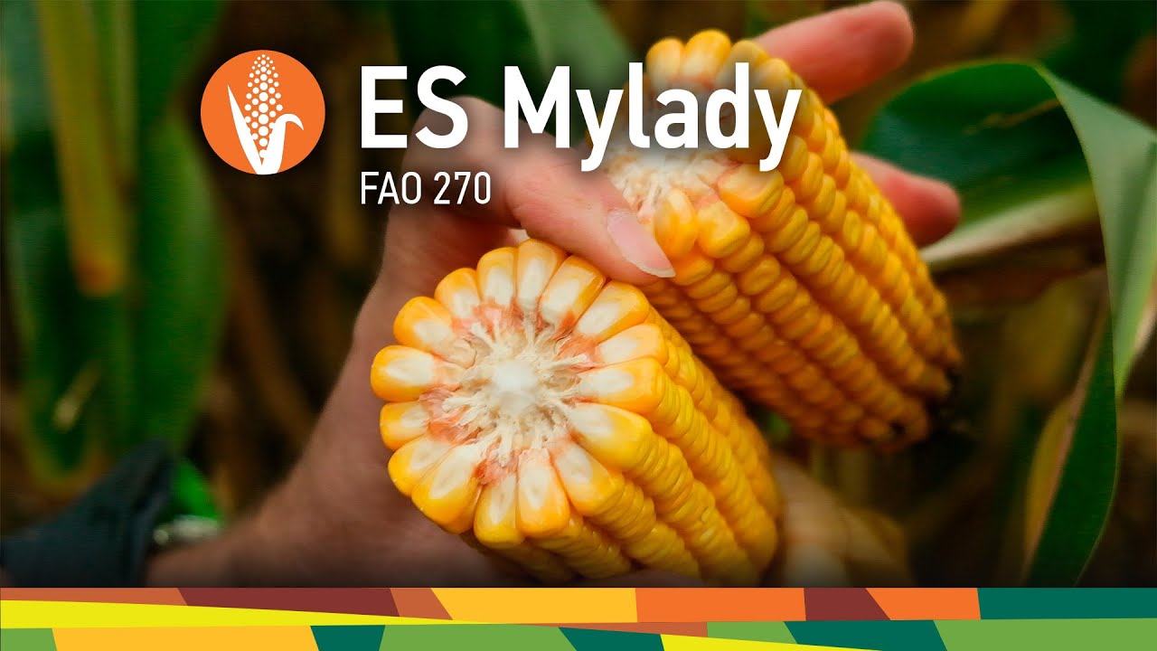 Kukurydza ES Mylady FAO 270 - NR 1 w badaniach 2020 COBORU!