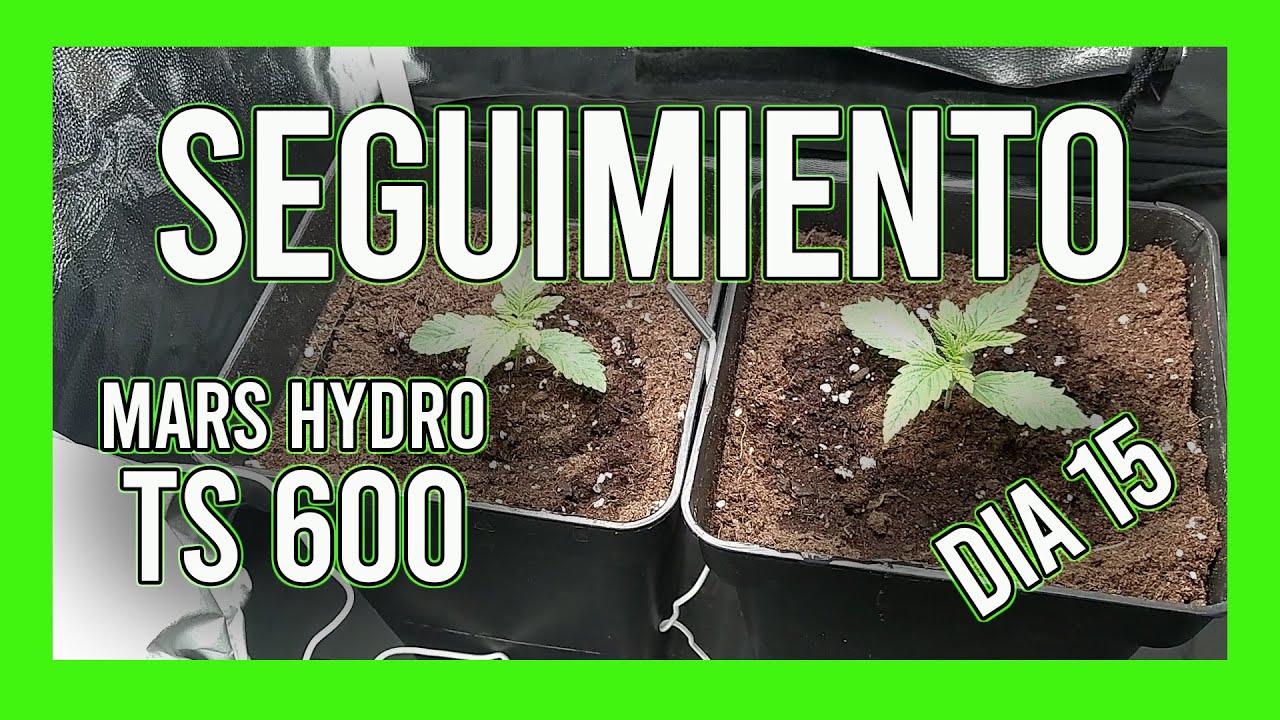 Seguimiento MARS HYDRO TS 600 Dia 15 | KmintZ de Ripper Seeds