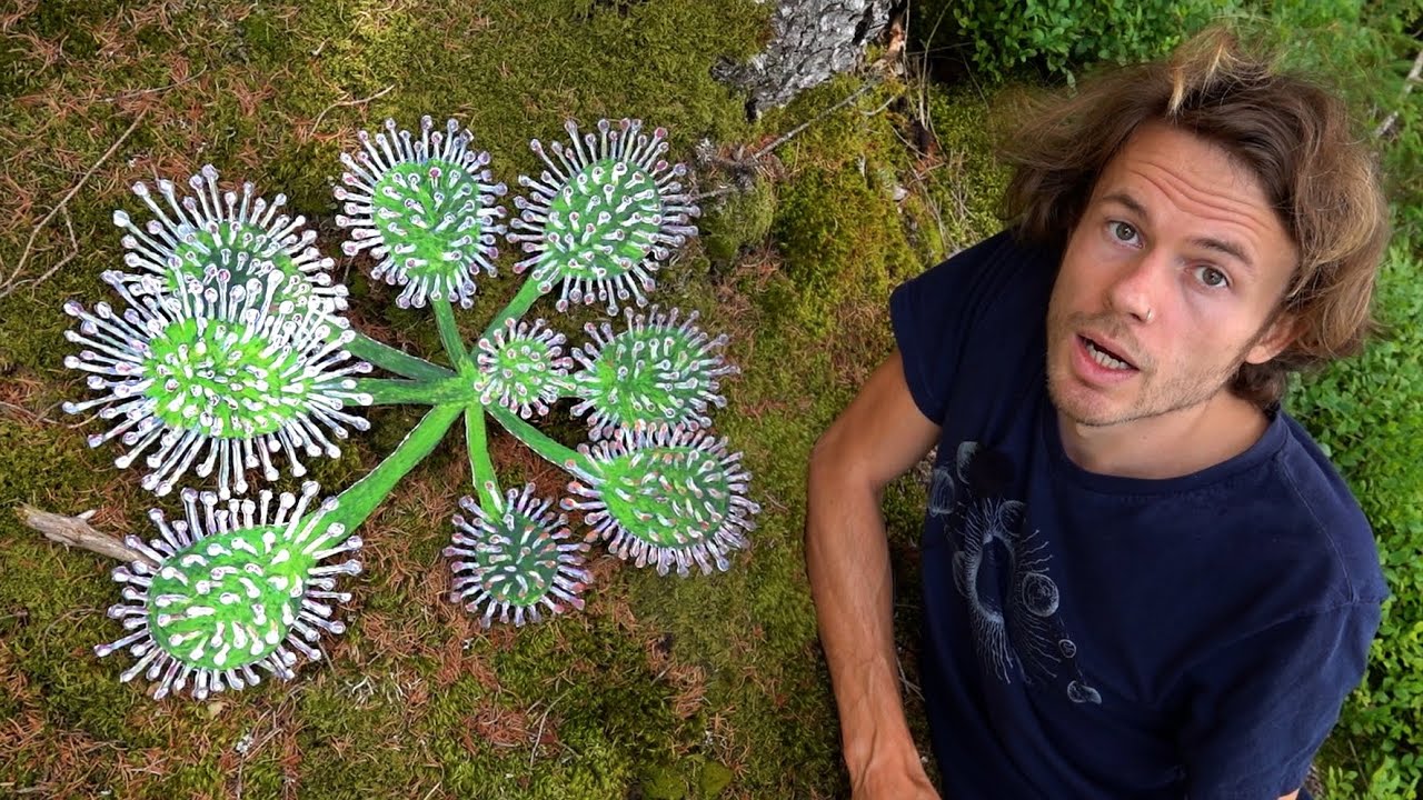 Fleischfressende Pflanze aus dem Moor - Rundblättriger Sonnentau (Drosera rotundifolia)