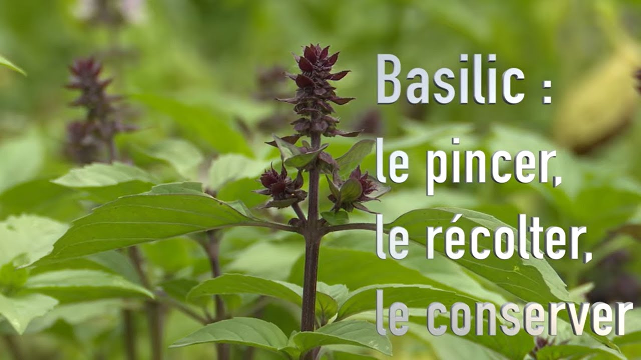 Comment cultiver et conserver le basilic