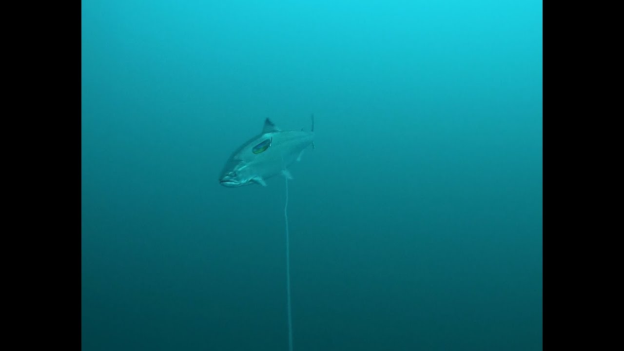 Троллинг симы 2023.  Съемки под водой часть 4. Underwater salmon Part 4.
