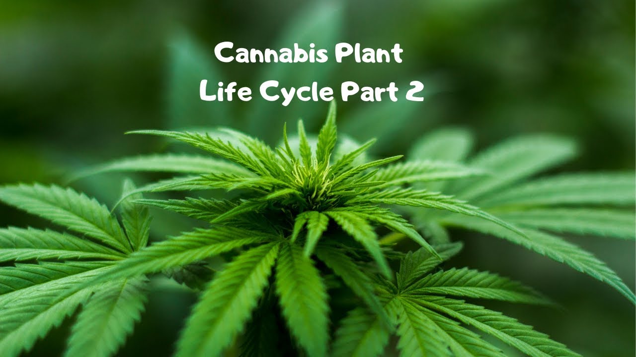 Cannabis Plant Life Cycle Part 2