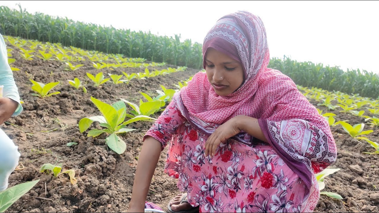 কাজের ফাকে আমরা সবাই আজ মাঠে বসে ভাত খেলাম । village life with jui