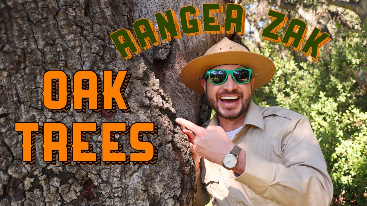 All About Oak Trees | Nature Education for Kids