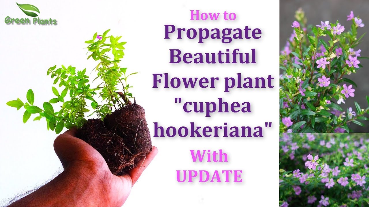 How to Propagate cuphea hookeriana or Cupid Purple False Heather or Mexican Heather//GREEN PLANTS