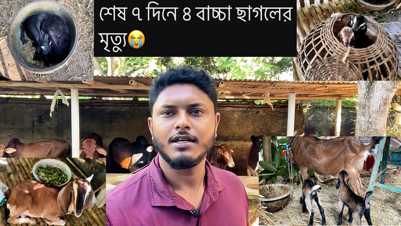ছাগল খামারের বাস্তবতা | ৭ দিনে ৪টি ছাগল হারালাম