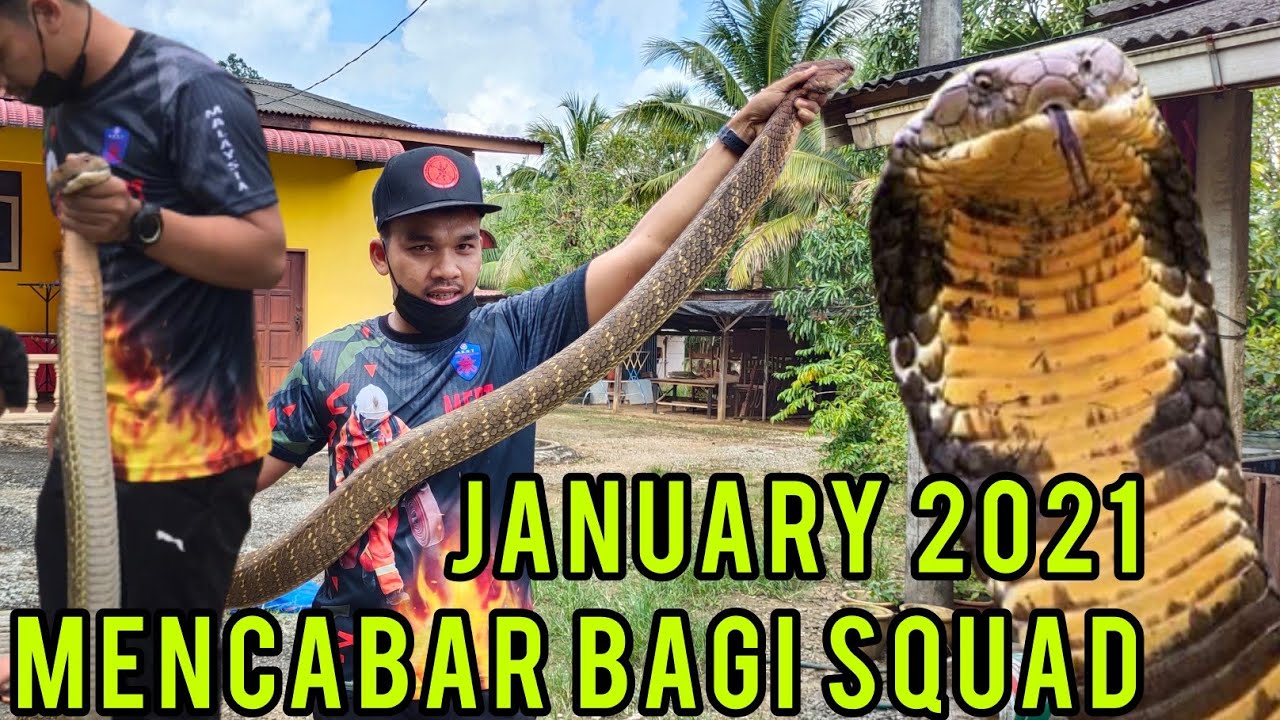 Tangkap King Cobra Ke-5 dalam bulan January 2021 | Catch King Cobra