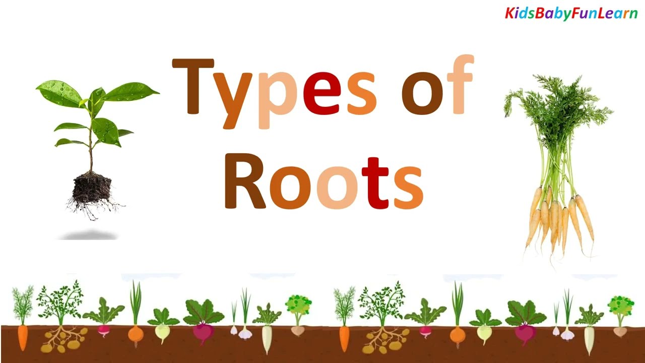 🌱 Types of Roots | Learn About Plant Roots for Kids