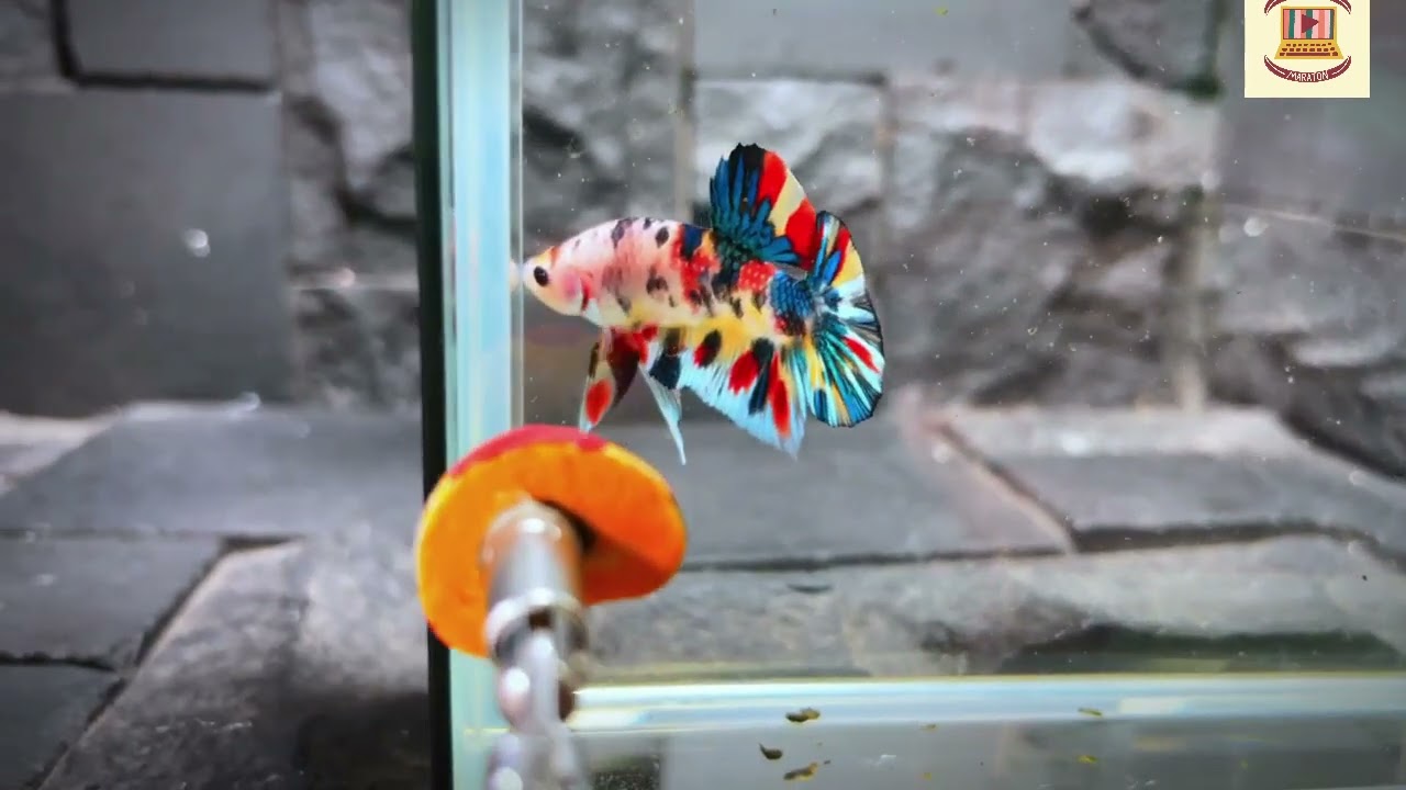 LELANG MURAH MERIAH .... IKAN CUPANG ROBBY MESSA... SIKAAAAAAT