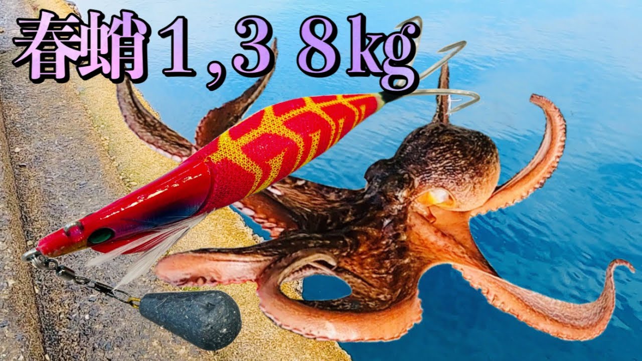 【タコ釣り】ランガンスタイルで狙う春のデカ蛸【オクトパッシング】