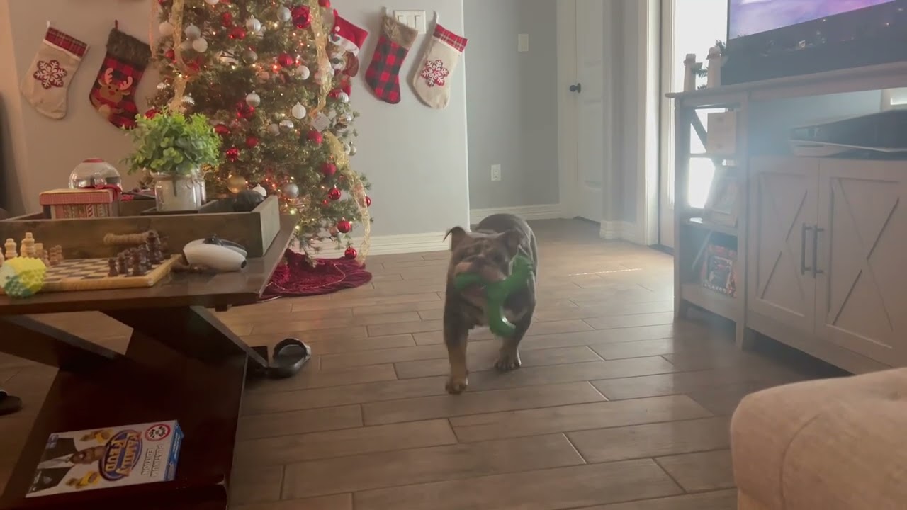 🎆 Chuco the Bulldog Rings in the New Year with a Festive Game of Fetch!