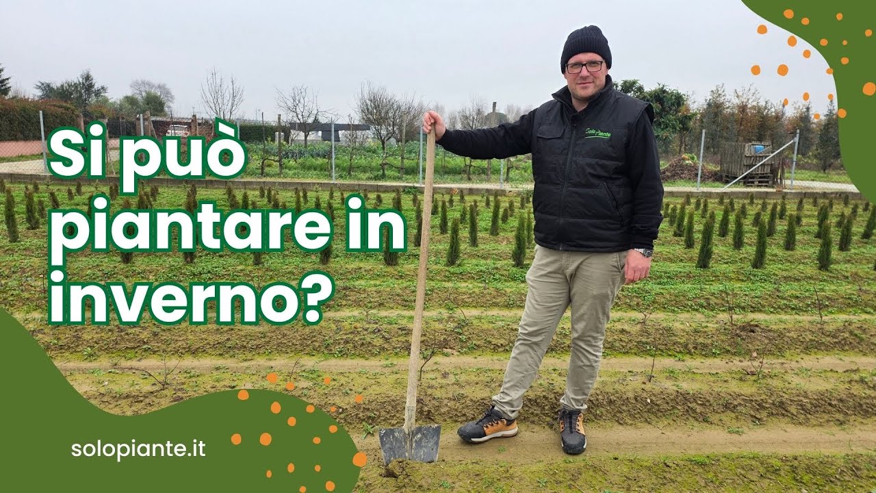 Si può piantare in inverno? 🌱 Quando e perché conviene farlo