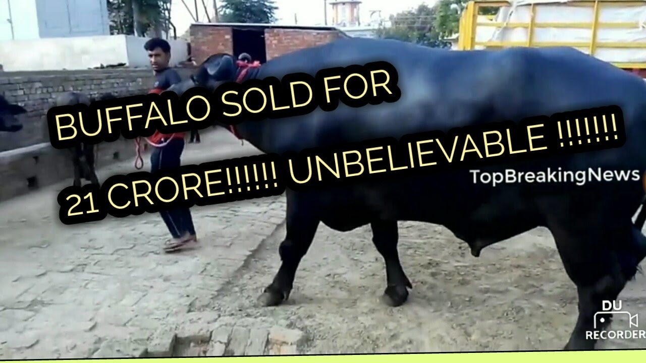 Buffalo sold for 21 CRORE!!!! Unbelievable!!!!!