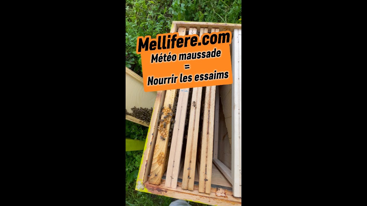 La m&eacute;t&eacute;o est terrible. Il faut nourrir les essaims tout juste r&eacute;cup&eacute;r&eacute;s, sous peine de mort.