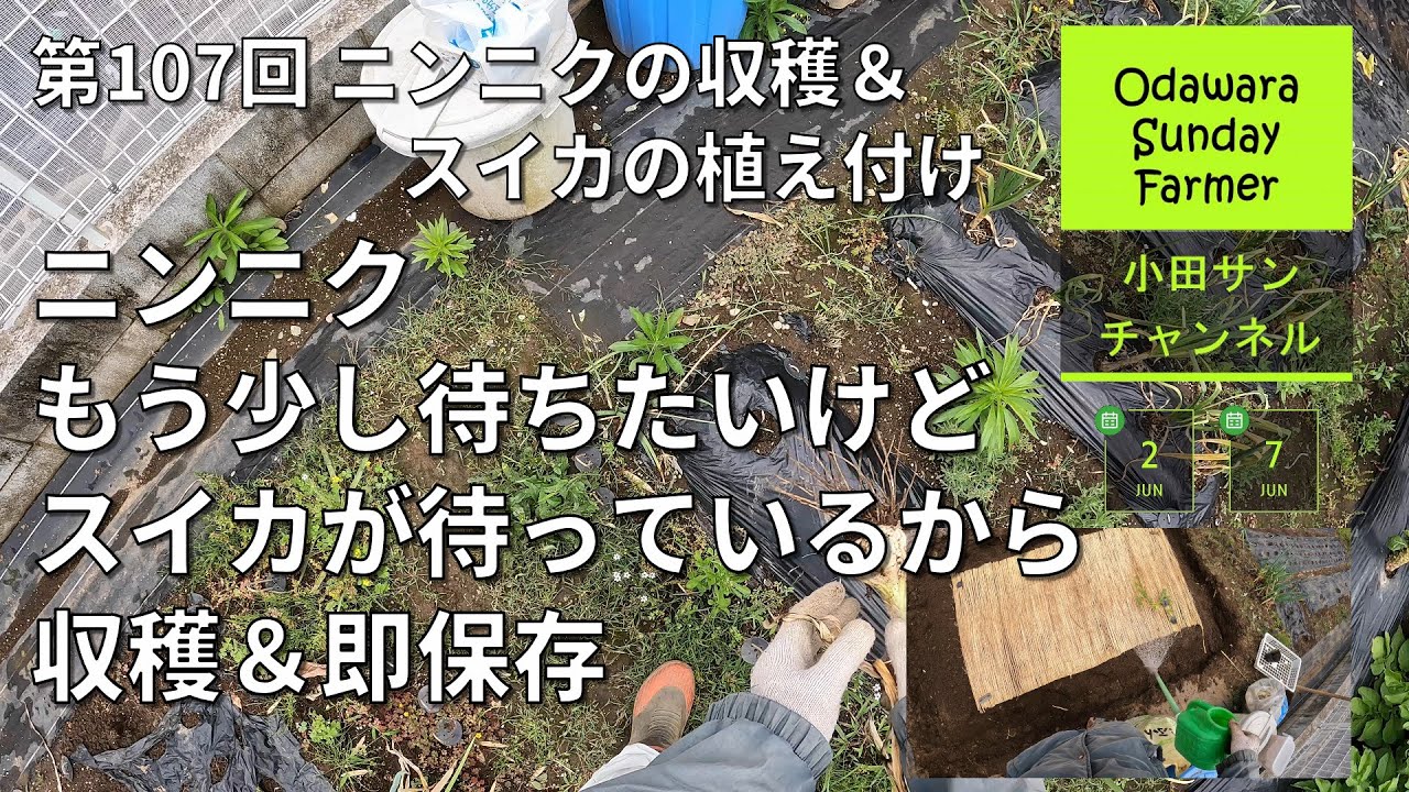 ニンニクもう少し待ちたいけど スイカが待っているから収穫＆即保存 ー 第107回 ニンニクの収穫＆スイカの植え付け【家庭菜園】【ながめて楽しむ農作業】