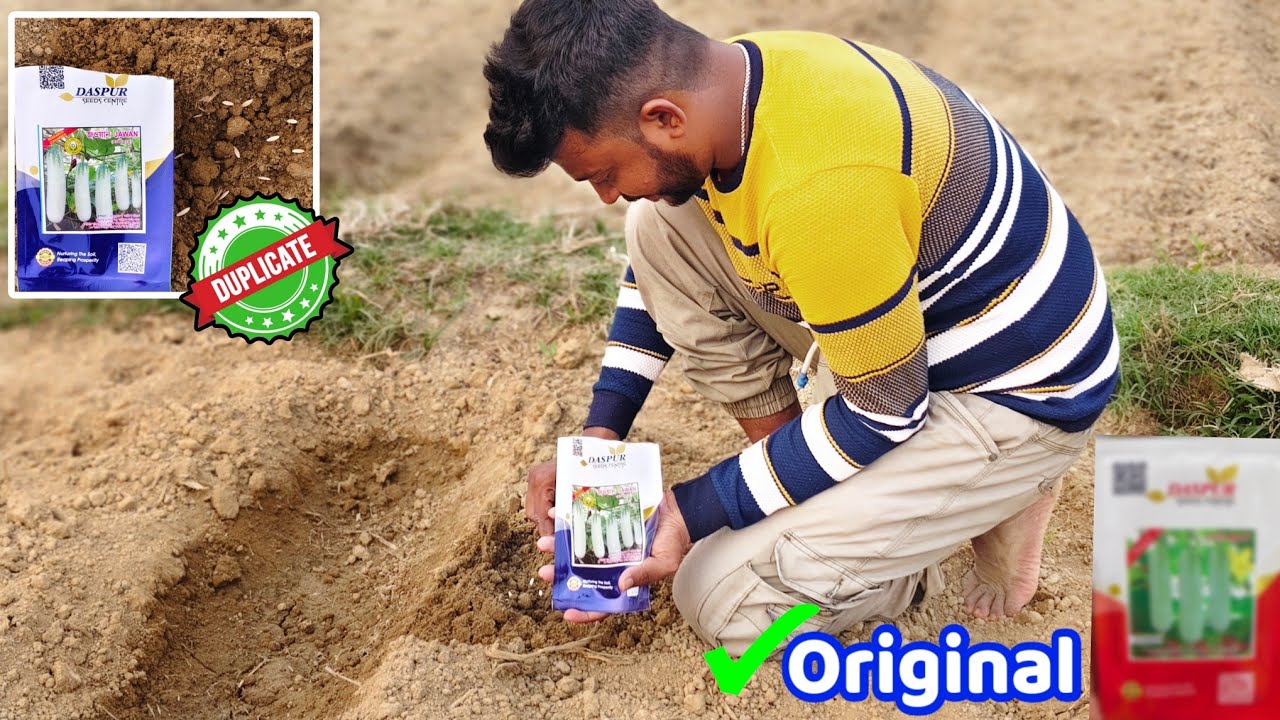 অধিক ফলন পেতে রোপন করুন আদর্শ বীজ । গ্রীষ্মকালীন শসা চাষ পদ্ধতি। Sosa chas