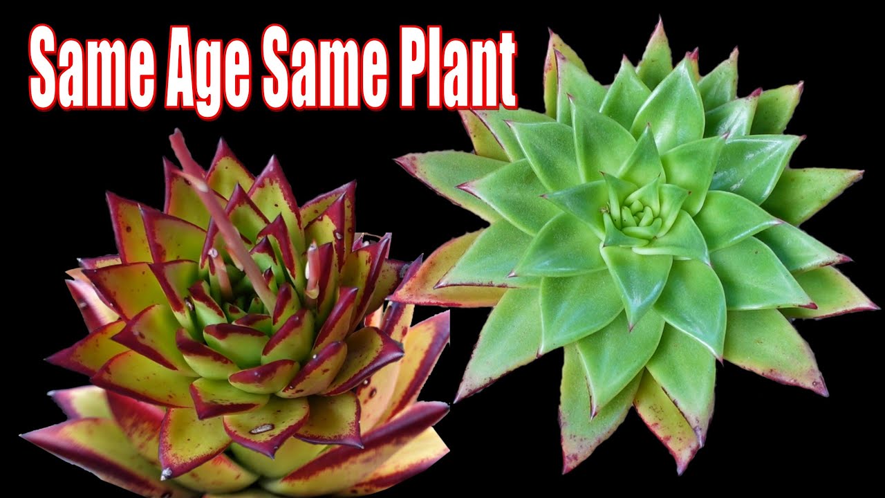 Красивая помада Echeveria | VLOG#86 Суккуленты и кофе с Лиз