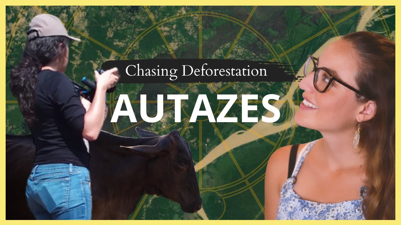 Are buffaloes taking over the Brazilian Amazon? | Chasing Deforestation