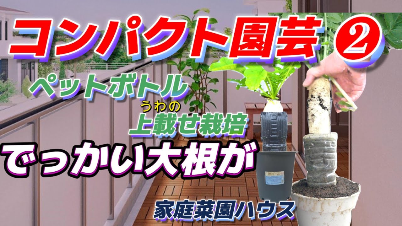 コンパクト園芸❷ ペットボトル上載せ栽培 でっかい大根が