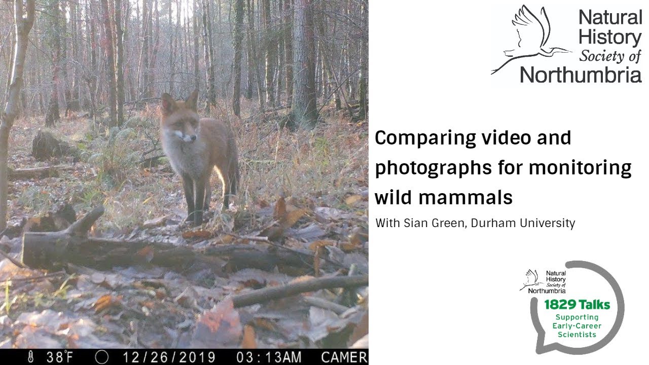 Comparing Photo and Video for Wild Mammal Monitoring