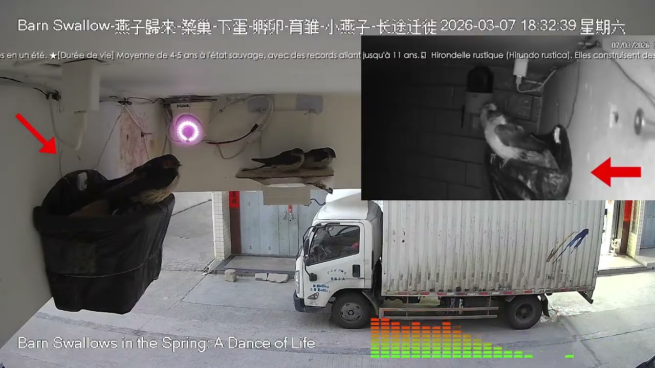 🔴 燕子歸巢，迎春接福！燕子熬過寒冷的冬天，這幾隻燕子又要忙碌 築巢繁殖 。期待這幾隻燕子回歸繁殖季！ 🌍 Barn Swallow