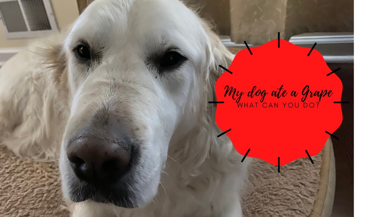 What to do when your dog eats a Grape!