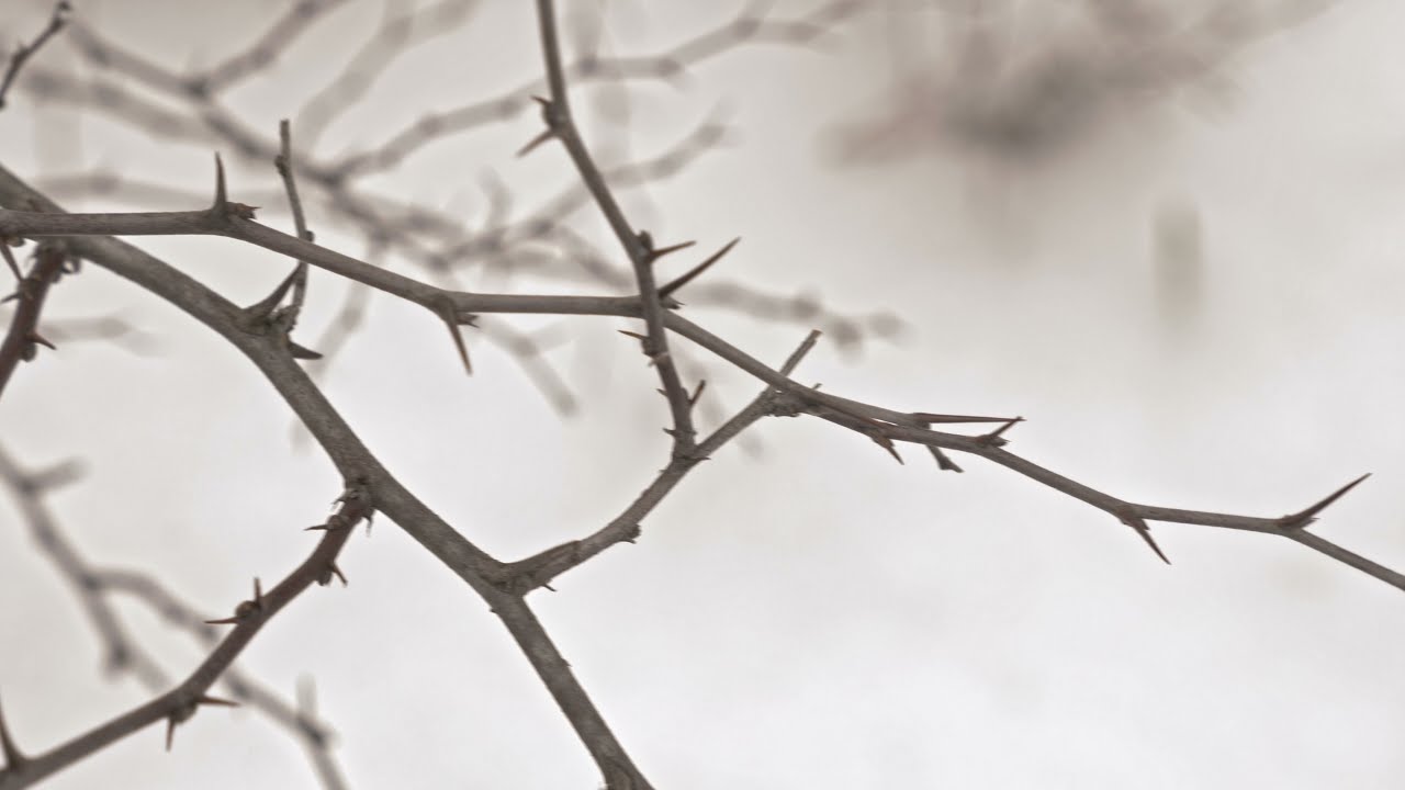 Snowy Winter Scenery - Relax And Enjoy!