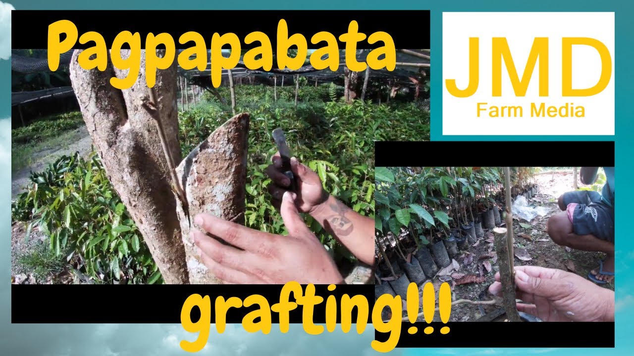 Pagpapabata at Grafting ng Lanzones    |    JMD Farm Media