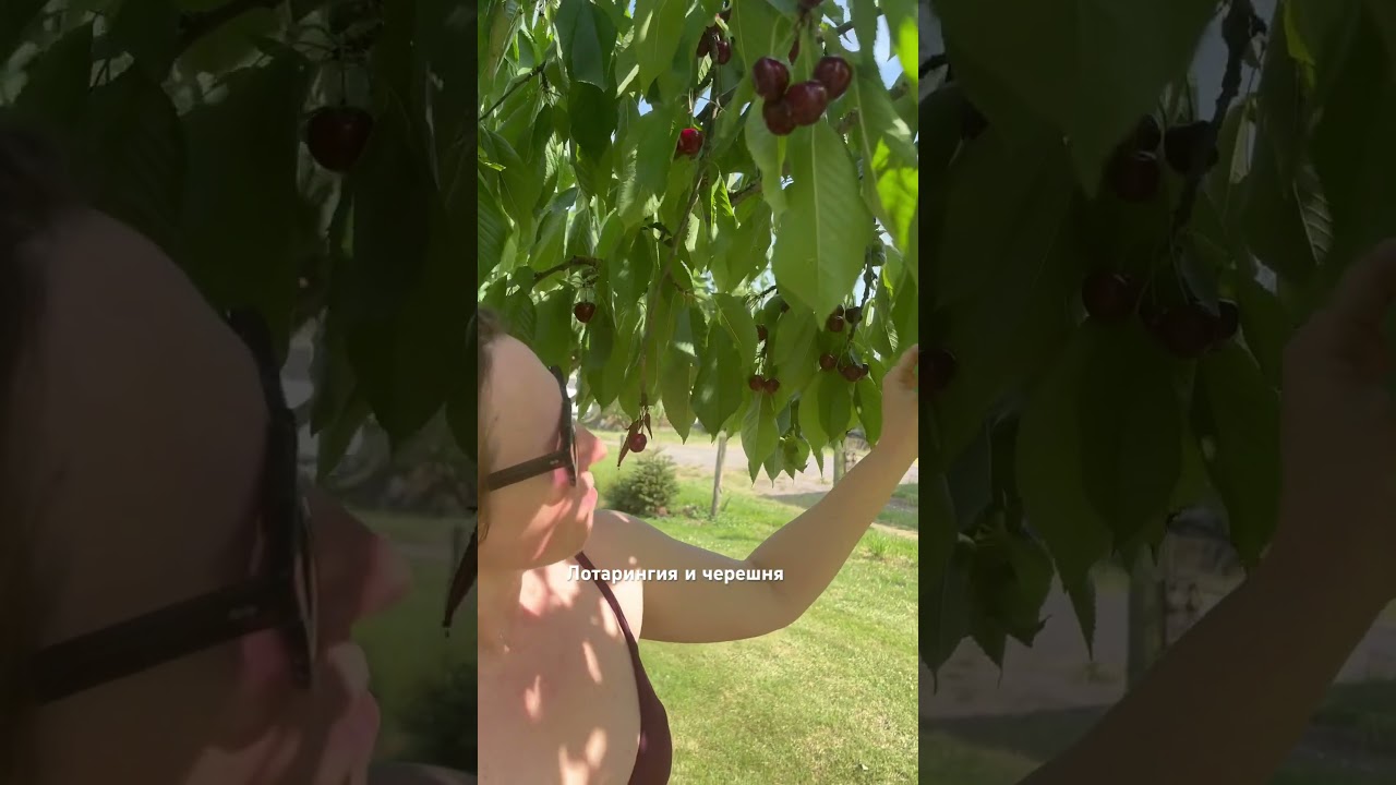 Как давно я не ела черешню с дерева! #черешня #lorraine #cerises