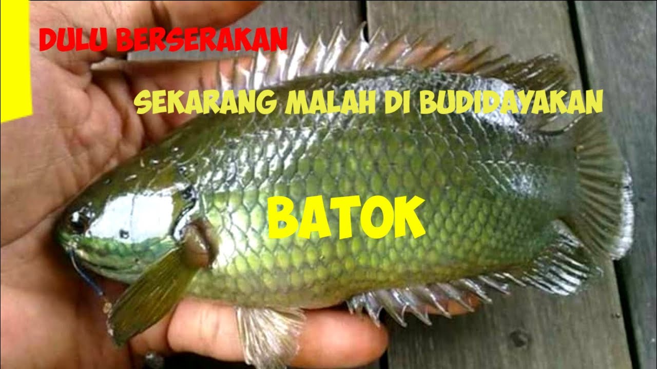 ide sukses budidaya ikan batok yang menjanjikan