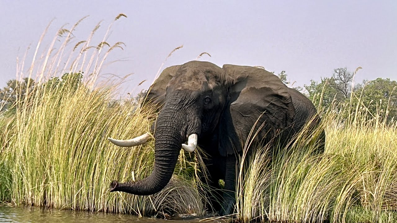 BOTSWANA SAFARI  - 17 DAYS 4WD SELF DRIVE - A GLIMPSE SEP/OCT  2023