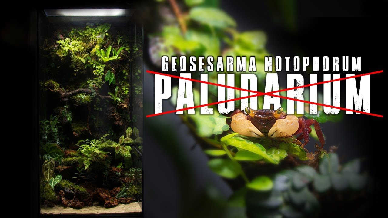 🦀 PIONOWE PALUDARIUM - METAMORFOZA, KTÓREJ SIĘ NIE SPODZIEWALIŚMY