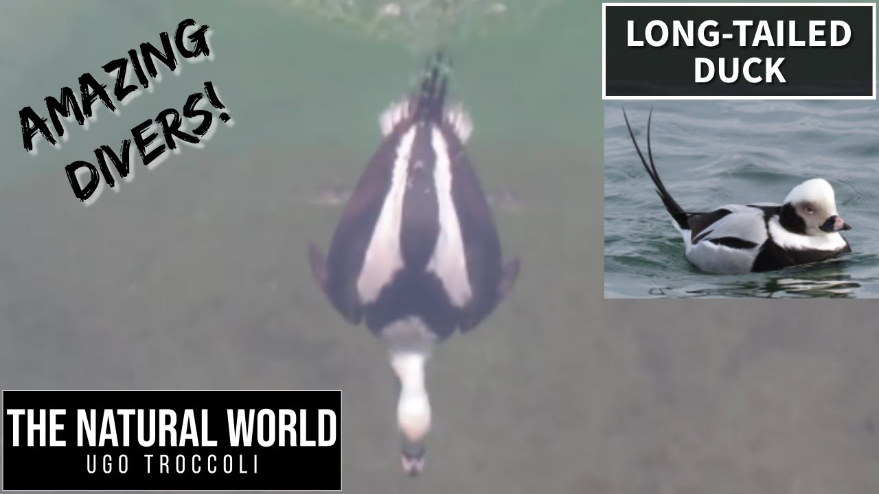 Long-tailed Duck - Amazing diving duck!