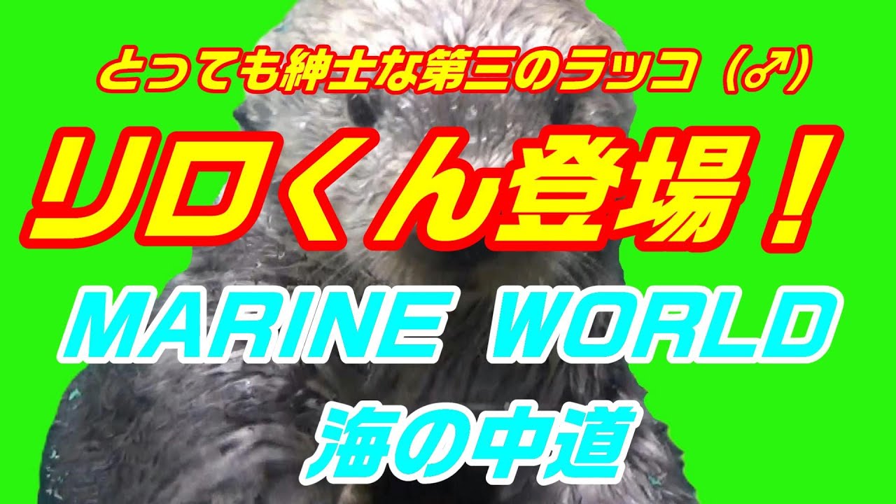 とっても紳士な第三のラッコ ♂ リロくん登場！ MARINE WORLD 海の中道 FEB 19 2024 【完全版】